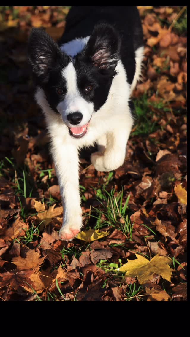 Jednoduchý trik, jak vylepšit #portréty: naučte se při focení využívat “ohníčky v očích”… Dělali to staří mistři a funguje to i pro focení mobilem…#iphone17pro #canonr6markiii #focenipsu #focenimobilem